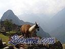 Machu-Picchu-008